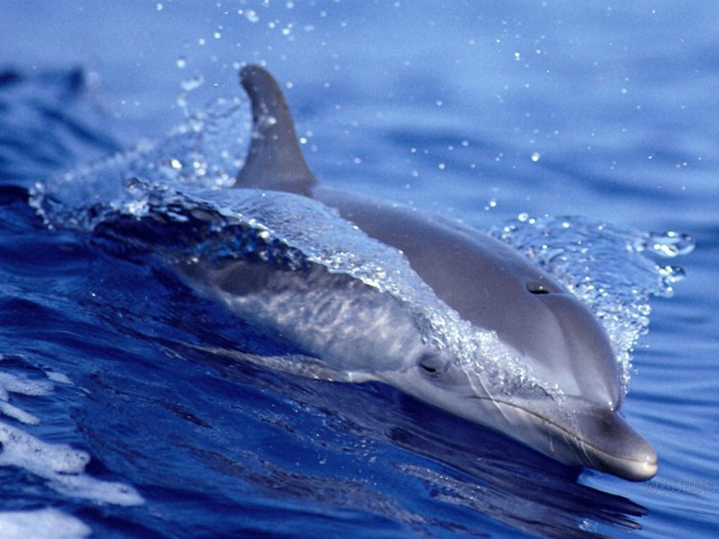 dauphin qui surf fond ecran dauphin qui surf