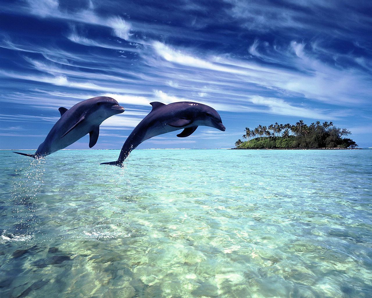 dauphins fond ecran dauphins