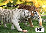 fond ecran HD Tigre et tigre Blanc