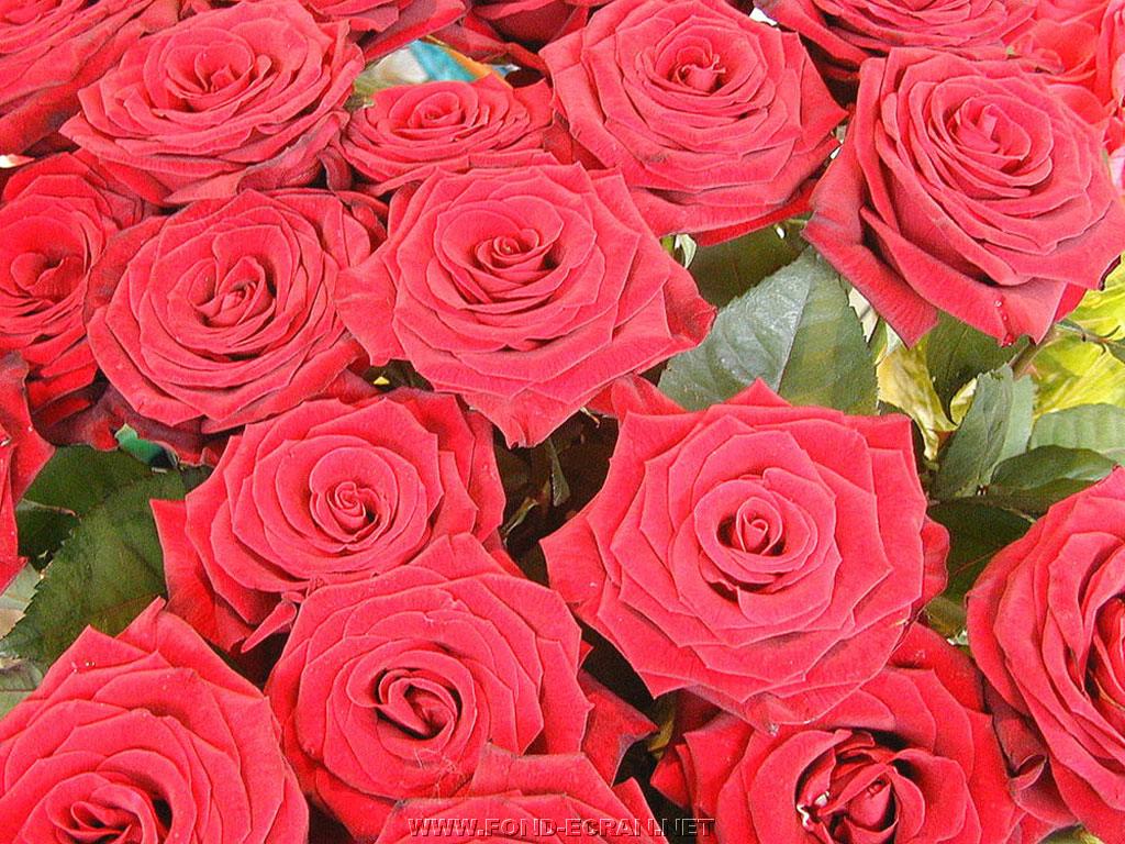 Fond D Ecran Roses Gratuit Fonds Ecran Fleurs Roses