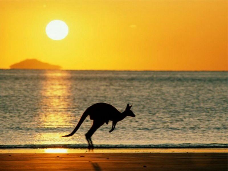 fond d'ecran gratuit kangourou