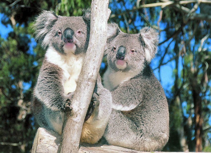 fond d'ecran koala gratuit