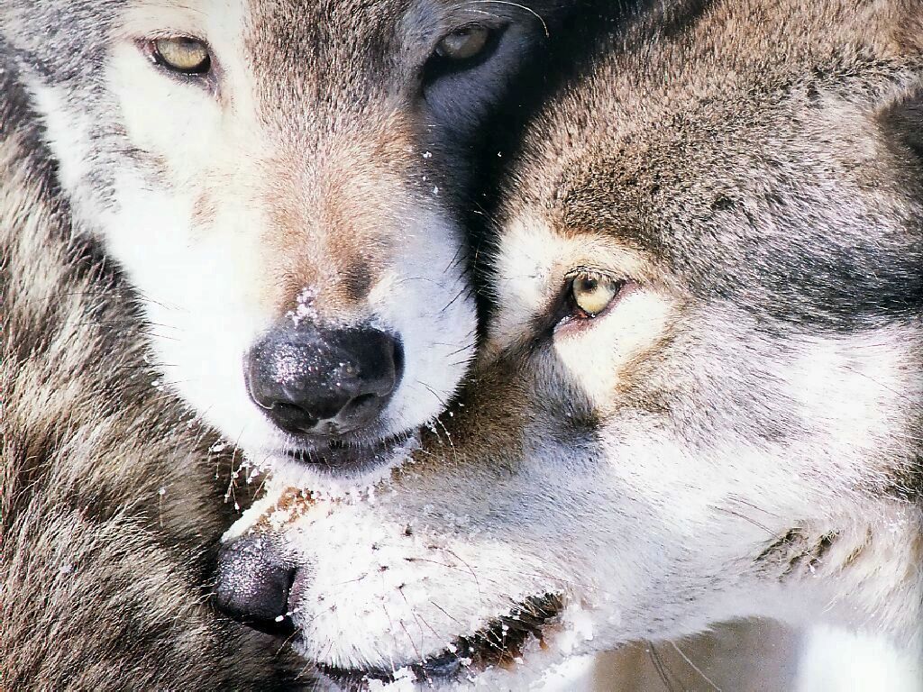 Fond D Ecran Loups Gratuit Fonds Ecran Loups Louves Animaux