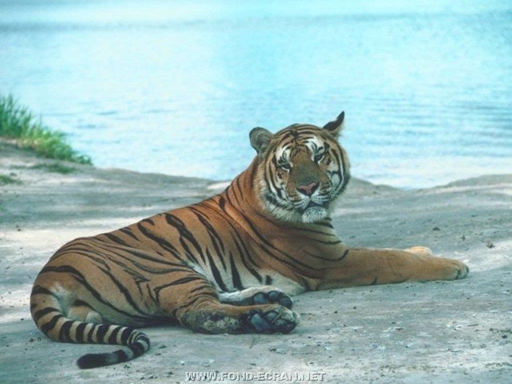 Fond D Ecran Tigre Gratuit Fonds Ecran Tigres