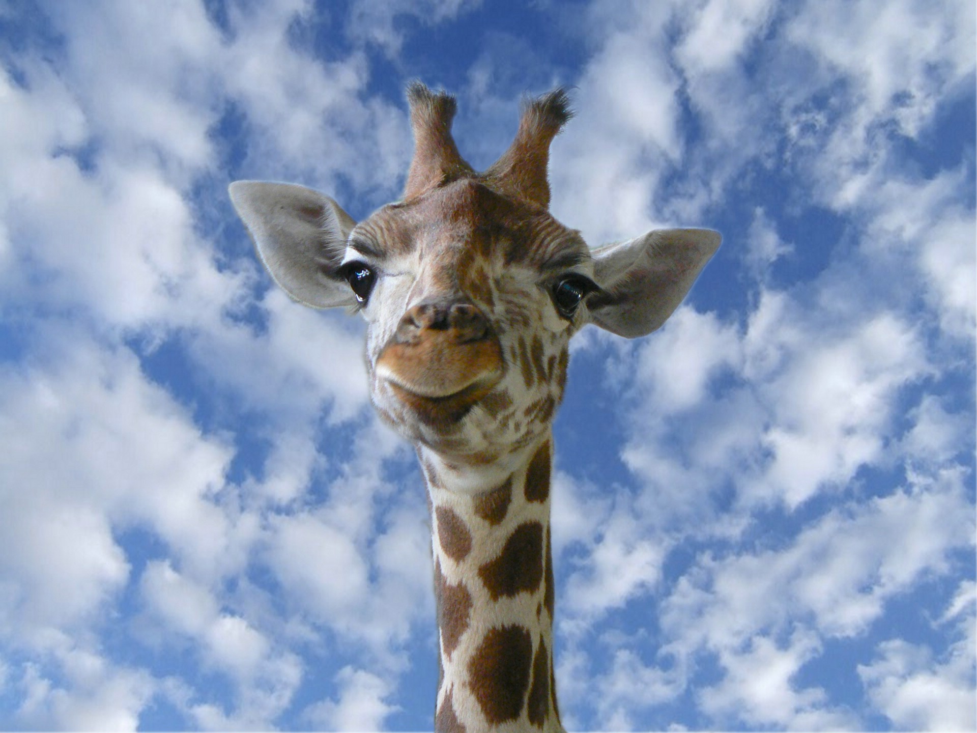 fond d'ecran 3d girafe