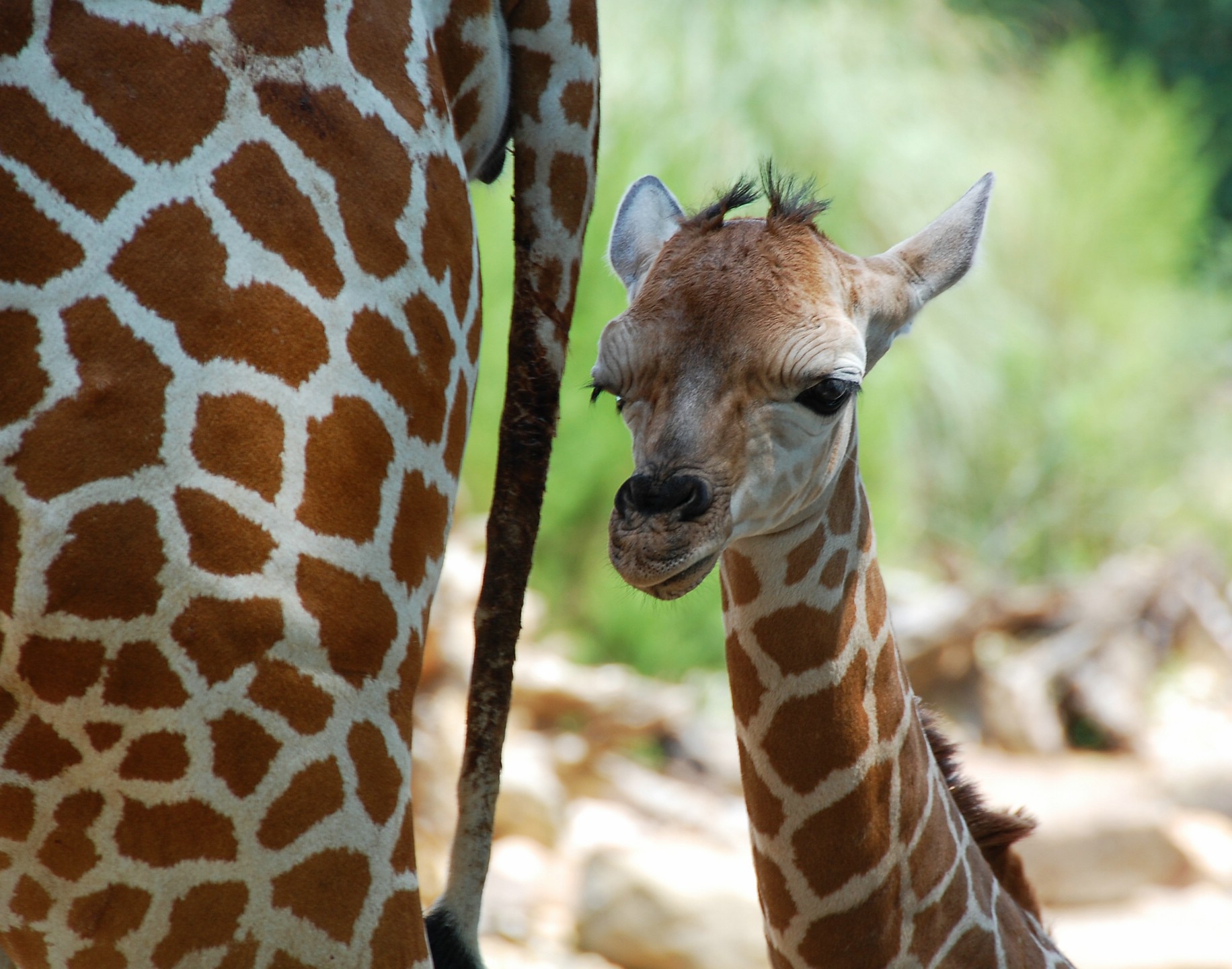 Fond D Ecran Hd Bebe Girafe Gratuit Fonds Ecran Girafe
