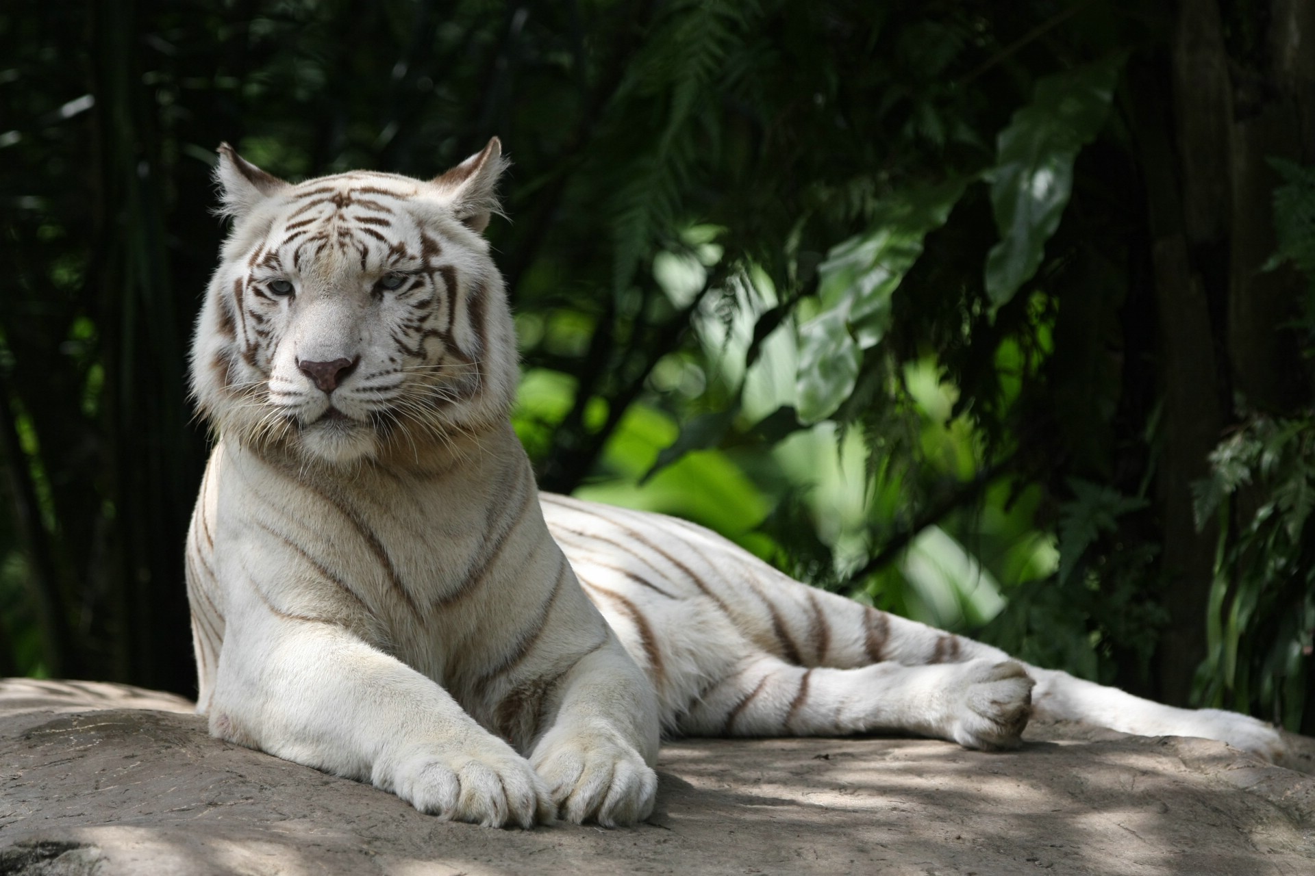 fond d'ecran gratuit tigre blanc