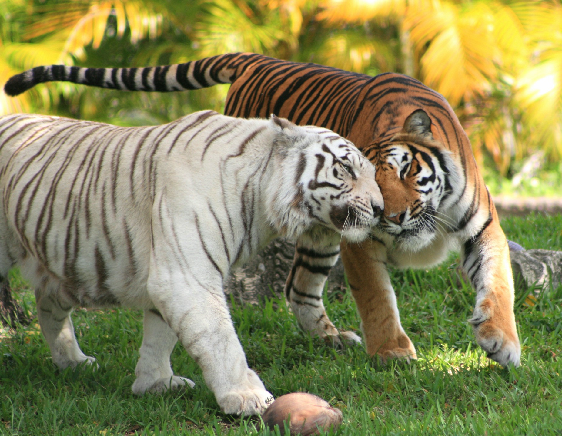 Fond D Ecran Hd Tigre Et Tigre Blanc Gratuit Fonds Ecran Tigre