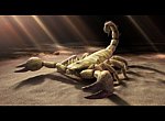 fond ecran  Scorpion en 3D