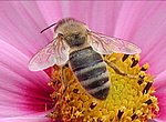 abeille wallpaper