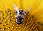 fond ecran  abeille