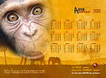 Actu Animaux : chimpanzes  wallpaper
