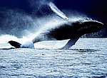 fond ecran  baleines