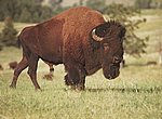 fond ecran  bison