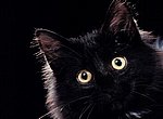 fond ecran  chat noir