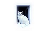 chat blanc wallpaper