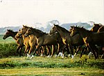 fond ecran  chevaux
