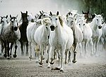 fond ecran  chevaux blancs