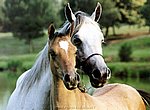 chevaux wallpaper