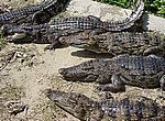 fond ecran  crocodiles