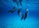 fond ecran  dauphins