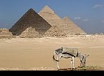 fond ecran  Egypte : les Pyramides et l'âne
