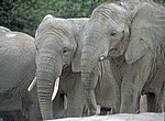 fond ecran  elephants