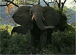 elephants wallpaper