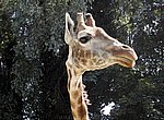 fond ecran  girafe