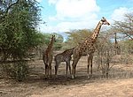 fond ecran  girafes