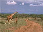 fond ecran  girafes