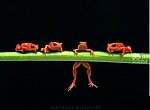 grenouilles wallpaper