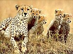 famille guepards wallpaper