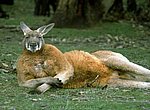 fond ecran  kangourou