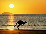 fond ecran  kangourou