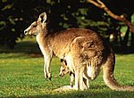 fond ecran  kangourous