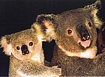 fond ecran  koalas