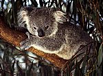koala wallpaper