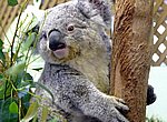 fond ecran  koala
