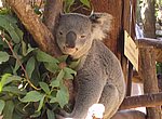 fond ecran  koala