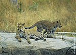 leopards wallpaper