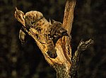 fond ecran  bebe leopard