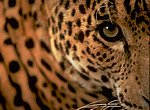 leopard wallpaper
