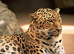 fond ecran  leopard