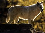 fond ecran  loup blanc