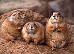 fond ecran  marmottes