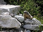 fond ecran  marmotte
