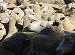 fond ecran  moutons
