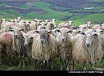 moutons wallpaper