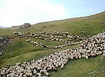moutons wallpaper